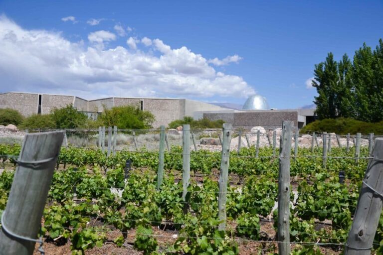 Viñedo de la Familia Zuccardi