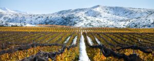 Viñedo de altura en gualtallary en invierno