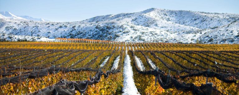 Viñedo de altura en gualtallary en invierno