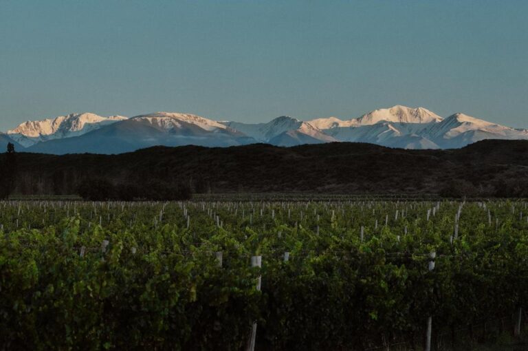Gualtallary, Valle de Uco. Viñedo de la Bodega Aleanna.