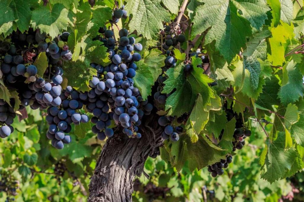 Uvas de los viñedos de Catena Zapata utilizadas para producir el Estiba Reservada