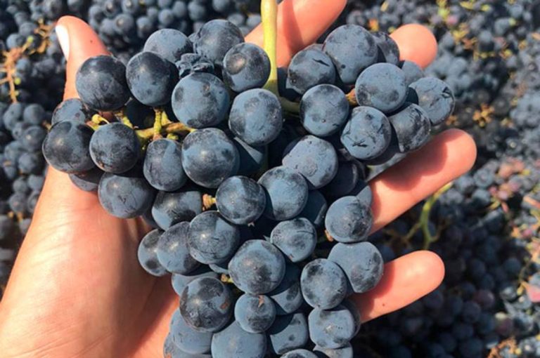 Uvas