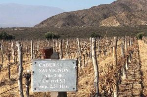 vinos de salta