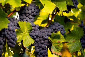 Nuestra Selección de los mejores Vinos Blends