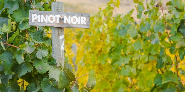 Características de Pinot Noir