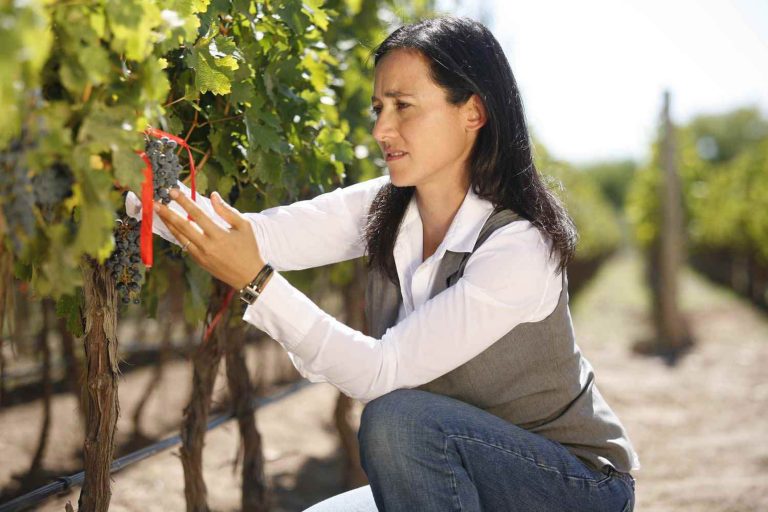 Laura Catena selección uvas