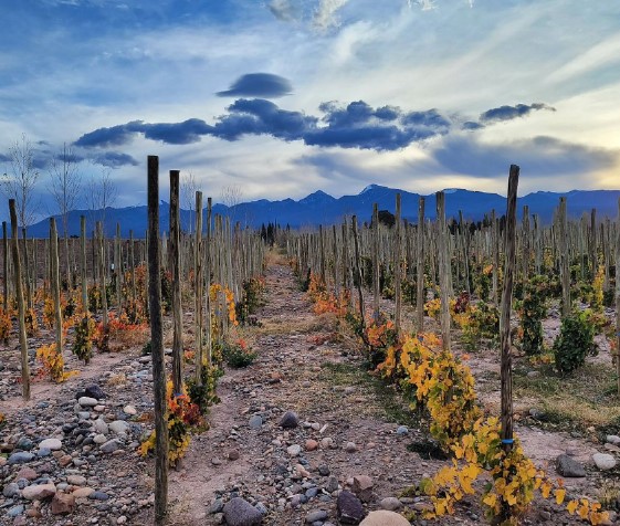 Viñedo orgánico de Los Dragones, en Barreal (San Juan)