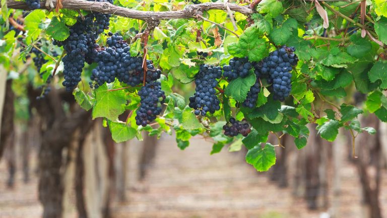 Vinos Orgánicos: Una Tendencia Que Llegó Para Quedarse