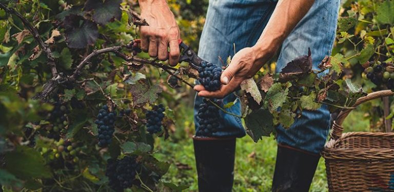 Vinos Orgánicos: Una Tendencia Que Llegó Para Quedarse