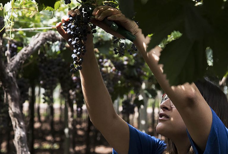 Vendimia 2024: Una celebración del vino