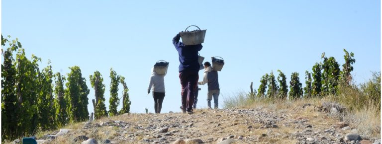 DESPUÉS DE LA COSECHA: ¿QUÉ PASA CON LA UVA CUANDO LLEGA A LA BODEGA?