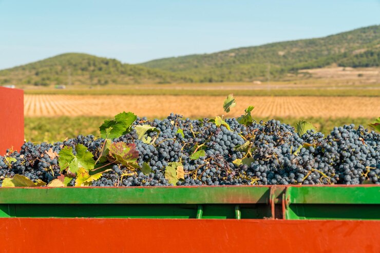Vendimia 2024: Una celebración del vino