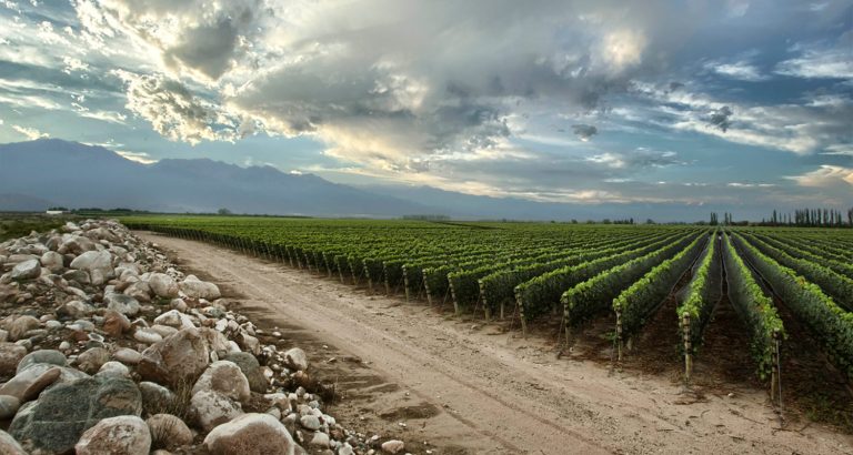 La Importancia Del Terroir En El Vino