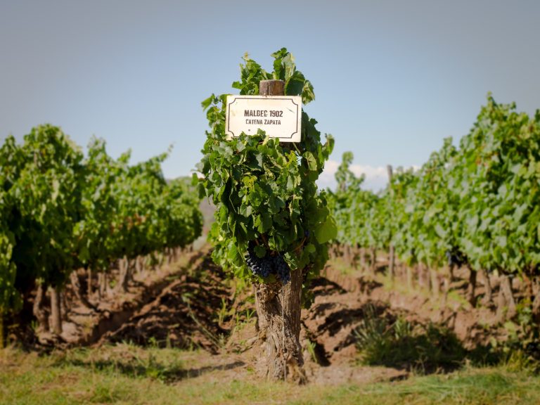 Primeros viñedos de uva malbec en la bodega Catena Zapata