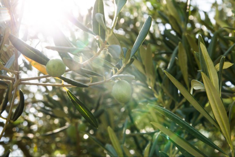 Aceite De Oliva: Sabor Y Nobleza