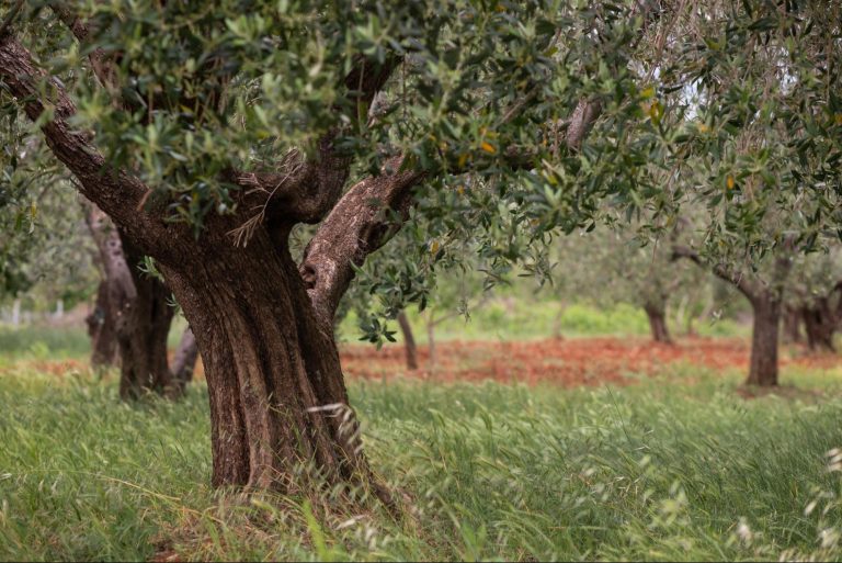 Aceite De Oliva: Sabor Y Nobleza