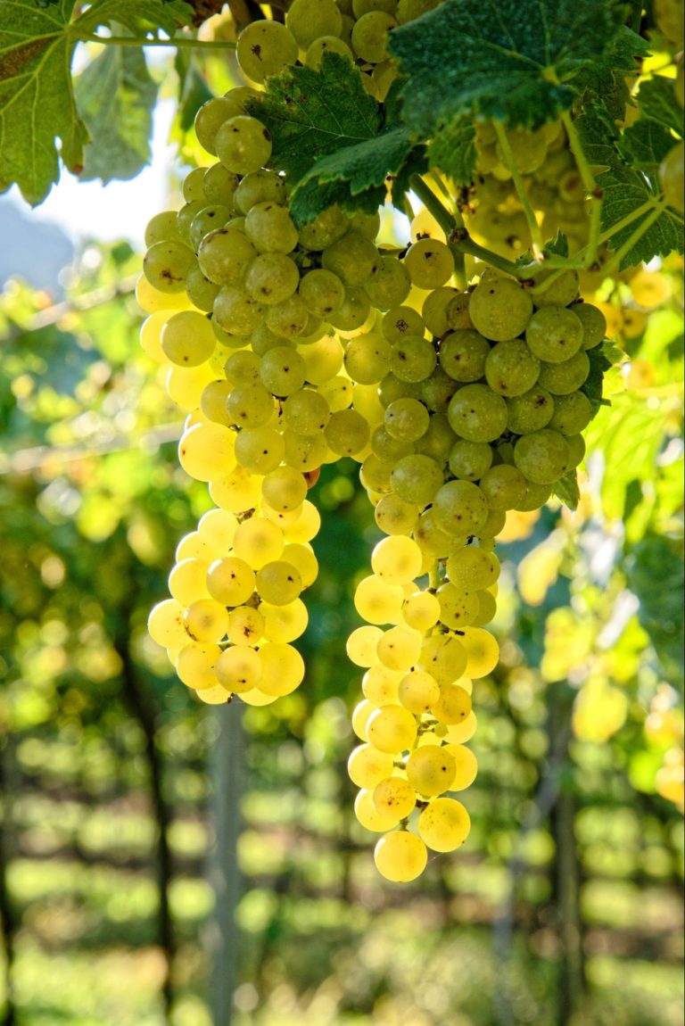 Sauvignon Blanc: Un Blanco Siempre Versátil Y Elegante