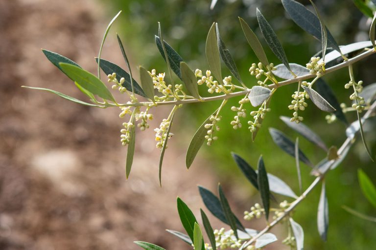 Aceite De Oliva: Sabor Y Nobleza
