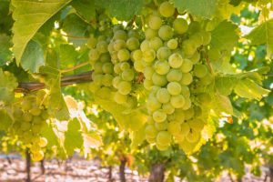 Sauvignon Blanc: Un Blanco Siempre Versátil Y Elegante