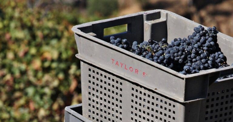 Vinos dulces: tipos y características