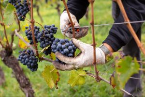 Vino argentino: Cinco siglos de historia.