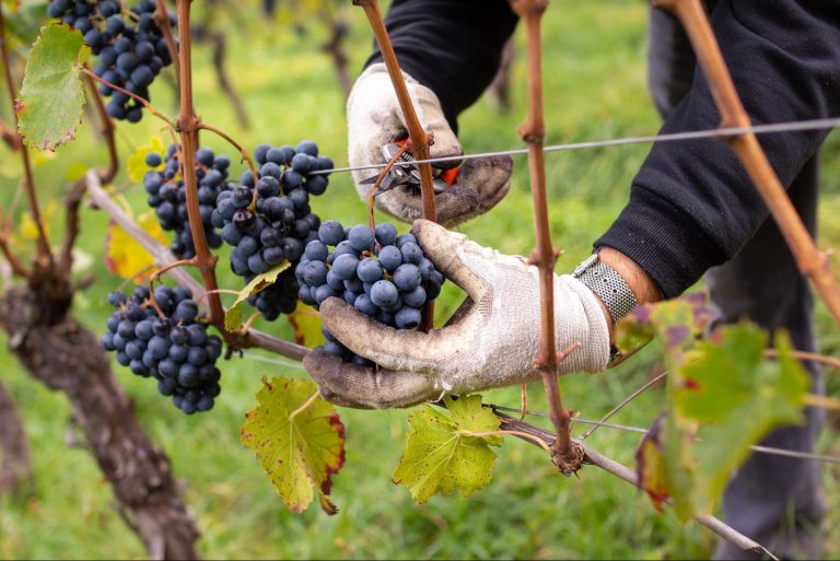 Vino argentino: Cinco siglos de historia.