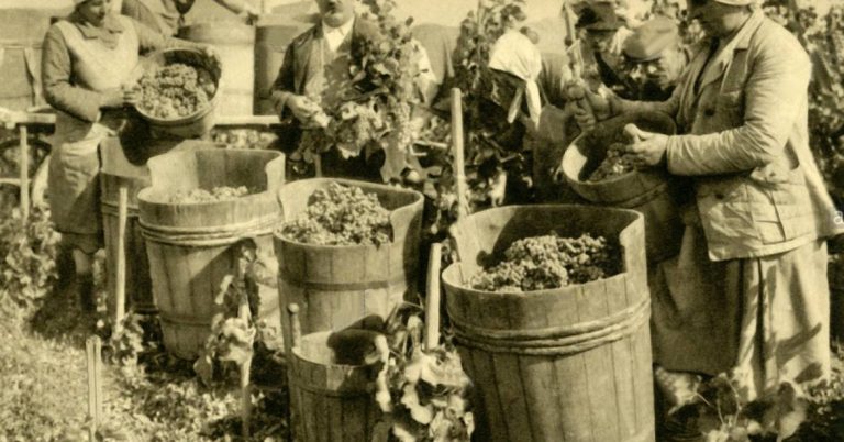 Vino argentino: Cinco siglos de historia.