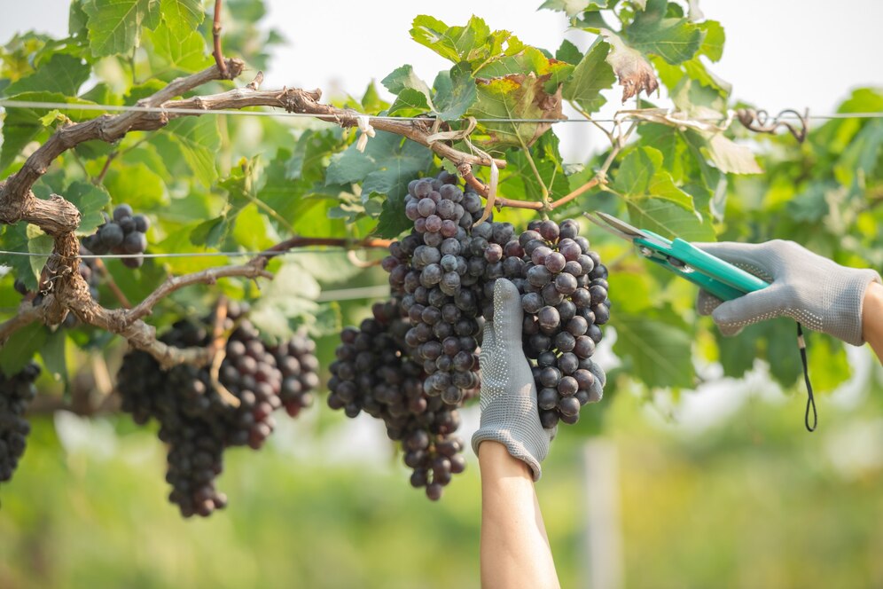 Cabernet Sauvignon en Argentina: Historia, Terruño y Características