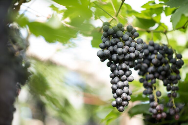 Cabernet Sauvignon Rey De Los Vinos Tintos