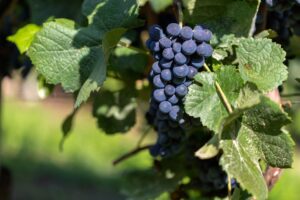Cabernet Sauvignon Rey De Los Vinos Tintos