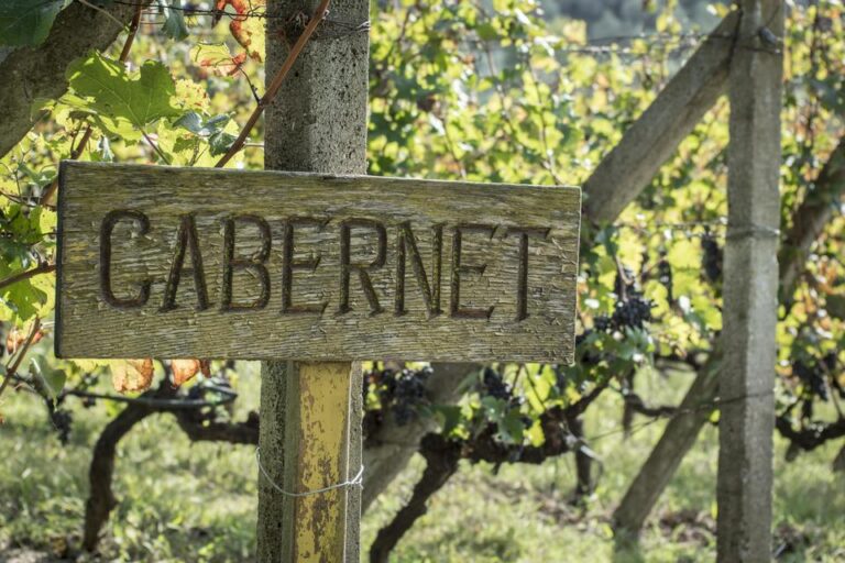Regiones Productoras de Cabernet Sauvignon en Argentina