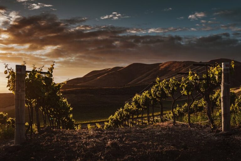 Características de un vino con sello D.O.C.​
