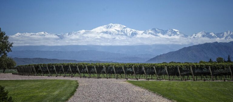 Denominación de Origen Controlada Garantía de calidad y tradición en el vino