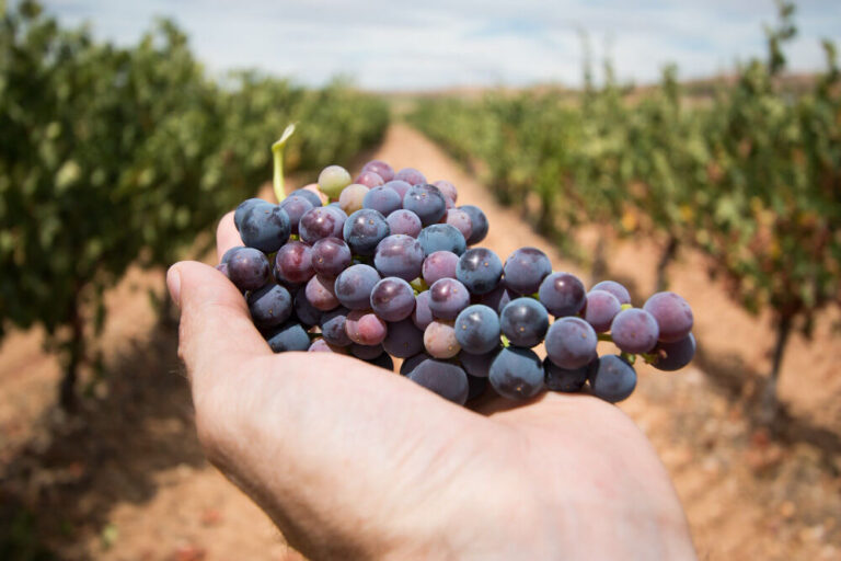 Vinos de Garnacha Características y Maridajes Perfectos