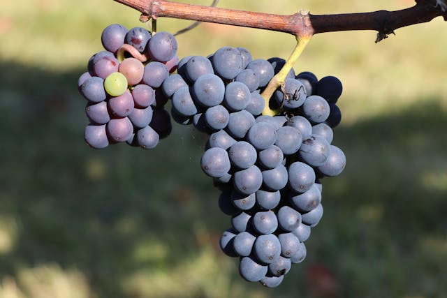 Uvas negras para crear un vino Blanc de Noir