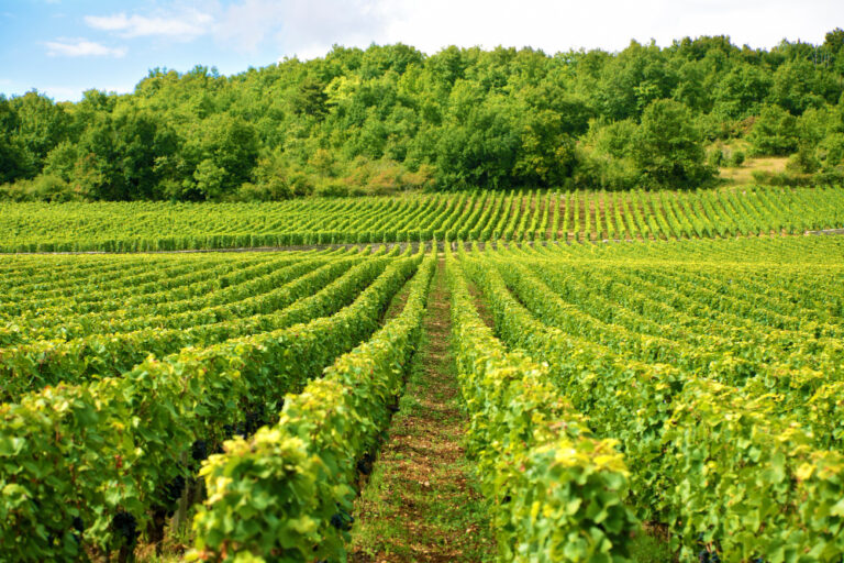 Breve historia del Champagne