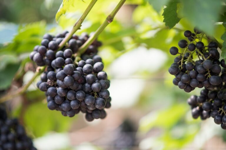 Merlot deriva de la palabra francesa merle (mirlo), en referencia al tono oscuro de sus uvas, similar al plumaje de este pájaro.