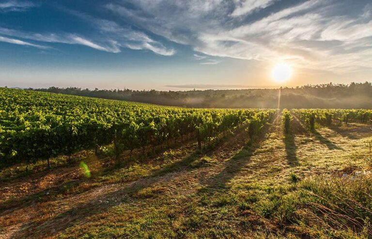 Alto Agrelo: El terroir mendocino de Chandon