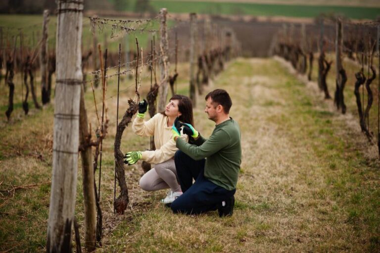 La importancia de los trabajadores en la calidad del vino argentino