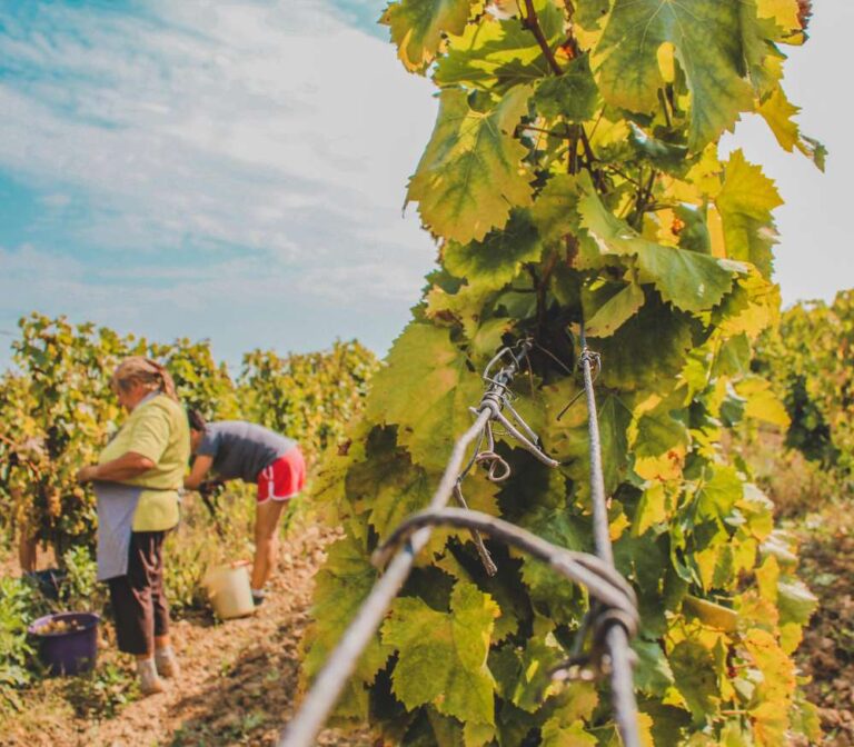 ¿Por qué celebramos el Día del Trabajador Vitivinícola?