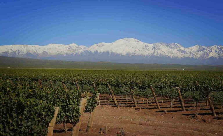 Viñedos que expresan lo mejor del terroir mendocino