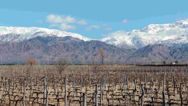 El alma del vino El terroir que hace la diferencia