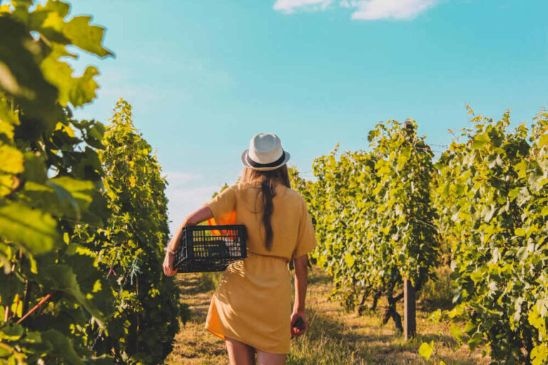 "Un brindis por ellas: Mujeres en la vitivinicultura que redefinen la industria
