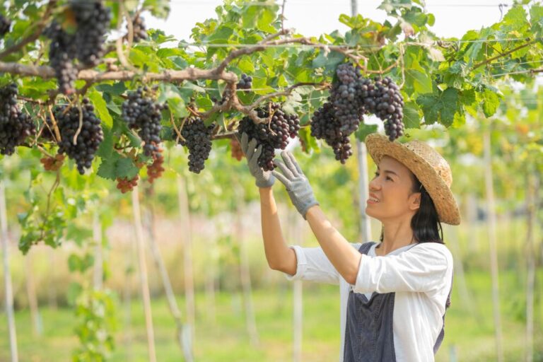 Mujeres y Vendimia El rostro femenino de la cosecha y el vino