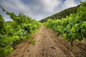 Paraje Altamira El rincón de Mendoza que define el vino argentino