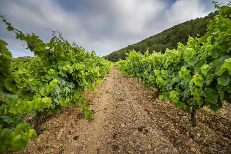 Paraje Altamira El rincón de Mendoza que define el vino argentino