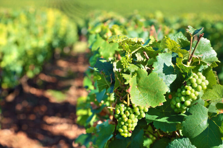 Riesling vs. otras uvas blancas Breve comparativa