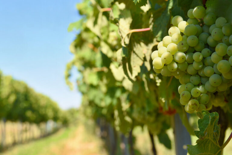 Vinos Naranjos Un regreso al origen