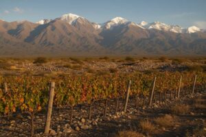 Explorando Los Chacayes: el terroir rebelde del Valle de Uco