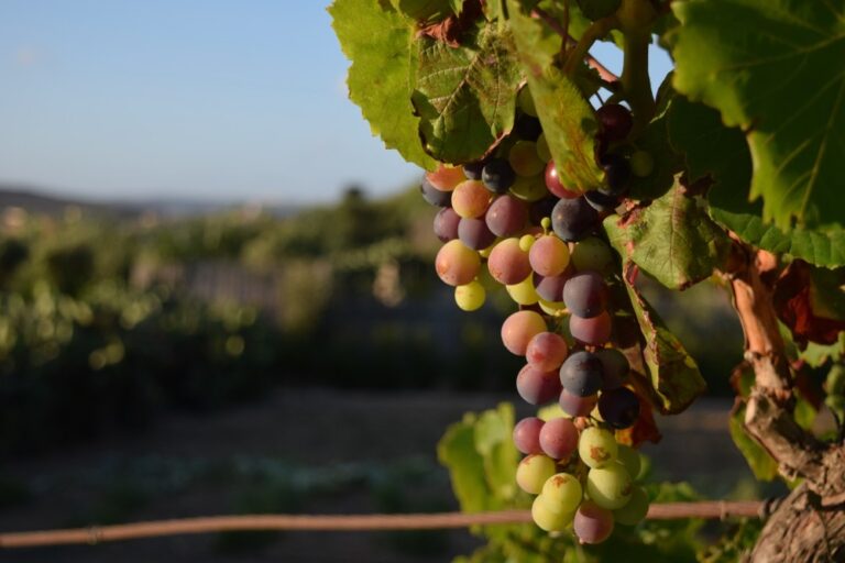 Bodegas argentinas que practican la microvinificación